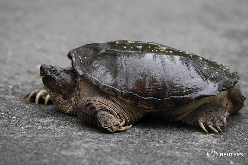 did a teacher feed a puppy to a snapping turtle